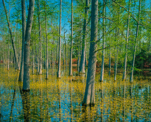 Floating swamp flowers surround Cypress trees in a Louisiana park.