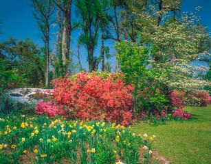 South Carolina is alive with color in it's blooming springtime gardens