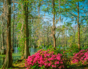 Spring Azaleas Bloom In a  southern  Cypress woodland garden.