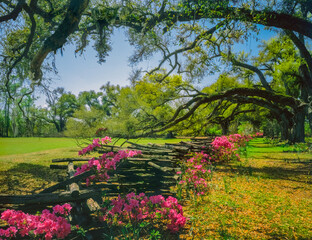 Azalea flowers and a fence line up under overhanging oak branches in the South.