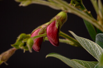 Naklejka na ściany i meble Magenta coloured buds surrounded by green leafs of a pigeon pea plant. Low key studio still life of greenery herb contrasted against a dark background.
