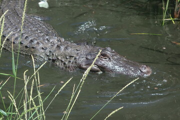 Large alligator in the water