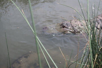 Large alligator in the water