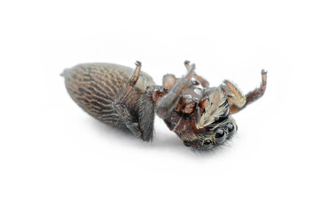 Dead jumping spider isolated on white background
