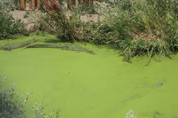 Alligator hiding in some algae