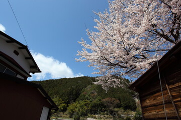 山間の町の桜