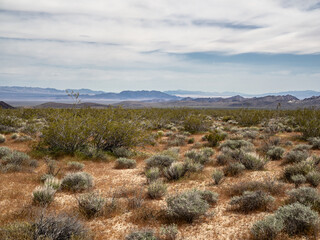 Spring landscape of Mojave Desert