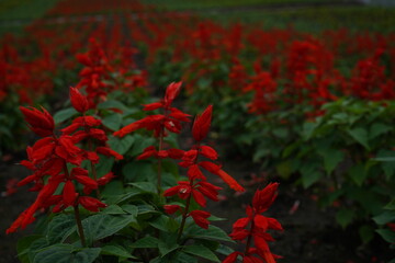 サルビア　夏の花壇　花　赤い花　夏休み