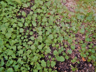 green leaves on the ground