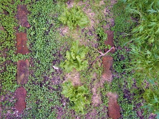 green plants on the ground