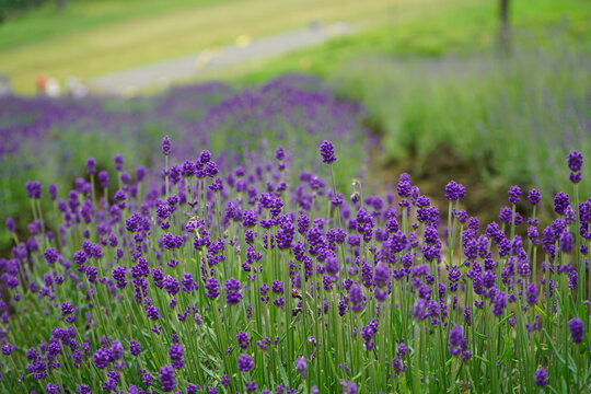 ラベンダー ラベンダー畑 夏の花壇 Stock Photo Adobe Stock ラベンダー ラベンダー畑 夏の花壇 Stock Photo Adobe Stock
