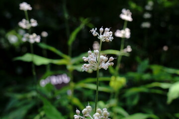 夏の野にヤブミョウガの白い花