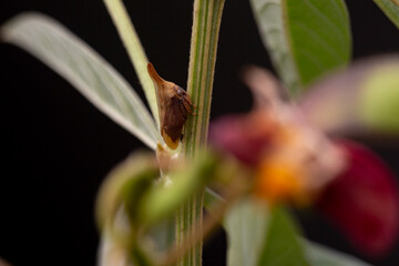 Pigeon pea plant with closeup of spiny brown bug on the stem and flower blurred out of focus in the foreground. Macro shot of insect.