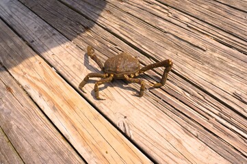 crab on the boardwalk