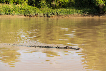 Crocodile lurking in the murky water of Adelaide River. Wak Wak, Northern Territory, Australia.