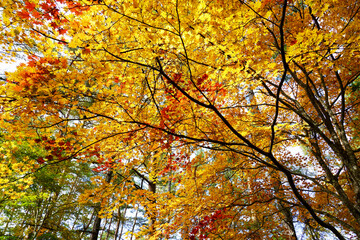 カラフルな森の中の楓の紅葉