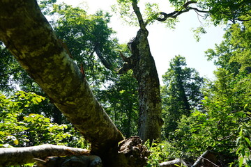 切り株　木　森の風景　森　ブナの森