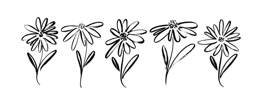 Chamomile hand drawn black paint vector set. Ink drawing flowers and leaves, monochrome artistic botanical illustration. Isolated floral elements, daisy, aster, chrysanthemum. Brush strokes silhouette