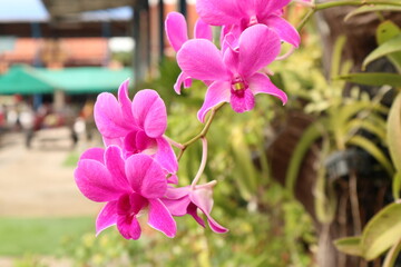 pink orchid in the garden