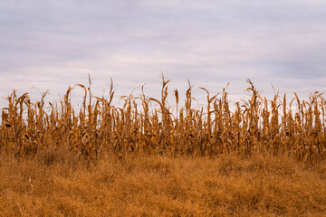 primer plano de campo de maíz seco para industria de alimentación en invierno
