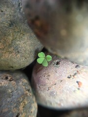 Trevo no meio das pedras