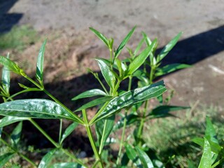 Close up green Andrographis paniculata (creat, sambiloto, green chireta) in the nature.  It is an annual herbaceous plant in the family Acanthaceae. Herbs medicine with bitter taste.