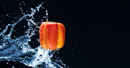 Fresh Variegated pepper gets splashed  with water on black background. Concept of summer, health and fun. Copy space