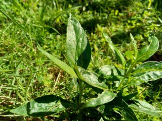 Close up green Andrographis paniculata (creat, sambiloto, green chireta) in the nature.  It is an annual herbaceous plant in the family Acanthaceae. Herbs medicine with bitter taste.