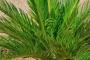 Beautiful Green Long Leaves Plant At The Garden On Sunlight.