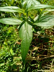 Close up green Andrographis paniculata (creat, sambiloto, green chireta) in the nature.  It is an annual herbaceous plant in the family Acanthaceae. Herbs medicine with bitter taste.
