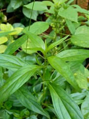 Close up green Andrographis paniculata (creat, sambiloto, green chireta) in the nature.  It is an annual herbaceous plant in the family Acanthaceae. Herbs medicine with bitter taste.