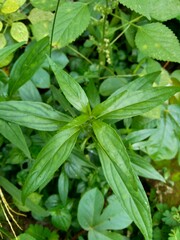 Close up green Andrographis paniculata (creat, sambiloto, green chireta) in the nature.  It is an annual herbaceous plant in the family Acanthaceae. Herbs medicine with bitter taste.