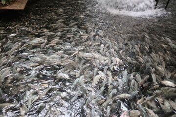 Tank full of tilapia fish