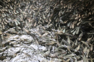 Tank full of tilapia fish