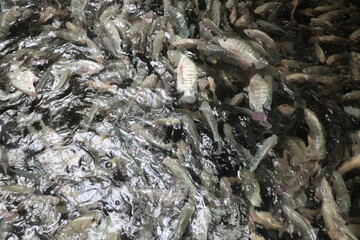 Tank full of tilapia fish