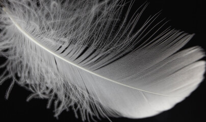 Close up light fluffy a white feather on black background.