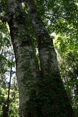 ブナの森　森　森の風景　白神山地　世界遺産