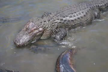 Congregation of alligators