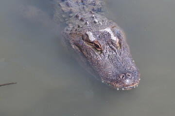Giant alligator waiting in the water