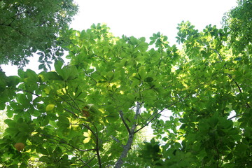 ブナの森　白神山地　見上げる　葉　森　木々