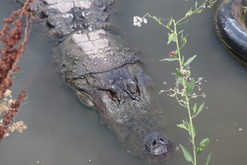 Giant alligator waiting in the water