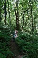 Obraz premium 白神山地 歩く ハイキング 観光 トレッキング 世界遺産 森