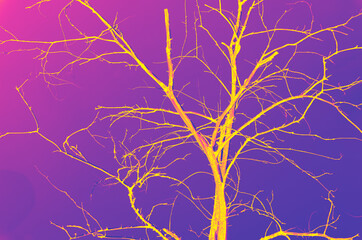 abstract pink, yellow, violet, purple and blue colors background for design