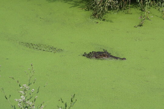 Alligator blending in to algae - Powered by Adobe