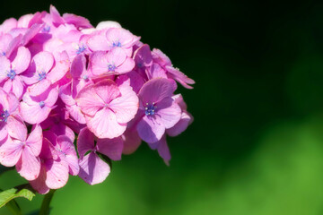 あじさい(柔らか・ふんわりイメージ)