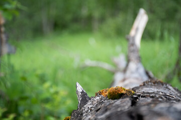 Dead mossy log in a forest