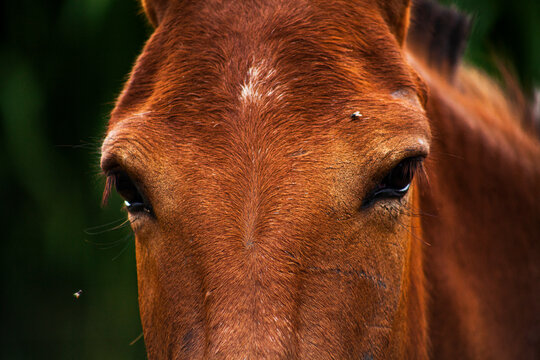 Cavalo Olhando