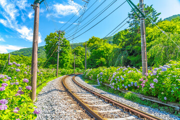 【紫陽花イメージ】箱根登山鉄道沿いのアジサイ - obrazy, fototapety, plakaty