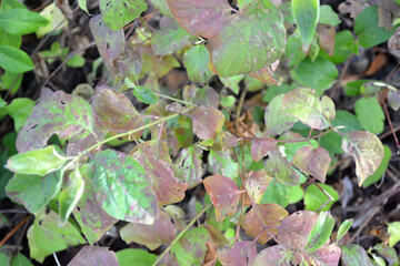 Bundle of Green and Purple Leaves