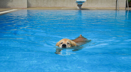 Golden Retriever Dog Exercises in Swimming Pool